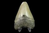 Fossil Megalodon Tooth - North Carolina #130027-2